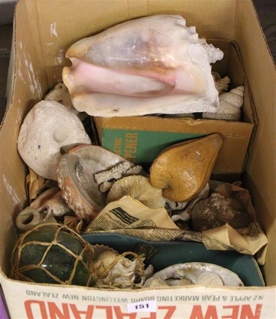 Box of shells